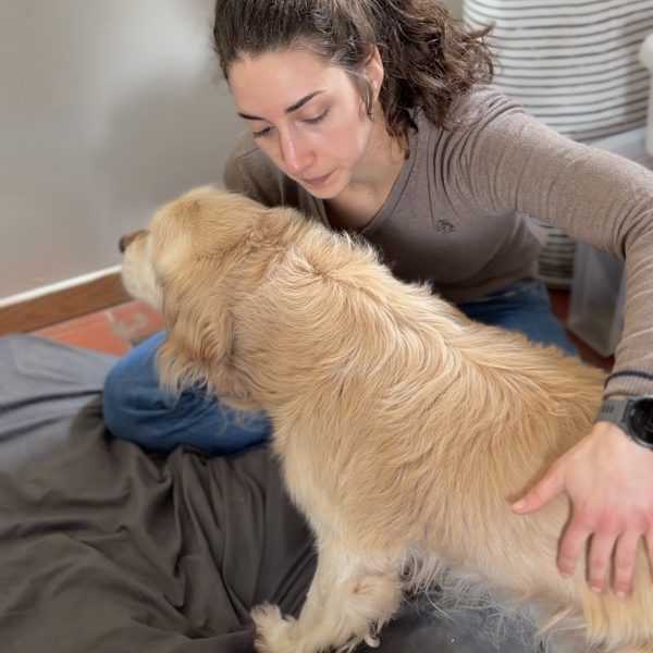 ostéopathie vieux chien