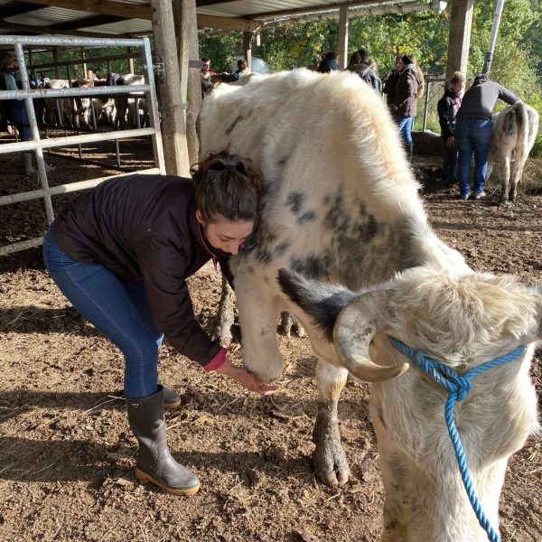 Séance sur une vache allaitante