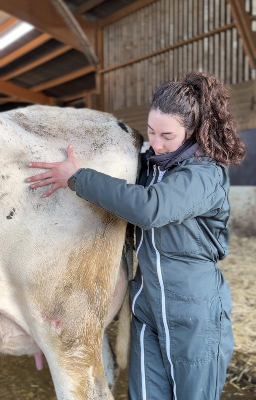 Consultation ostéopathique vache laitière