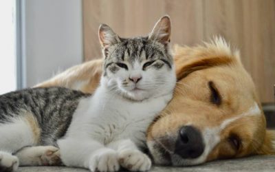 Dog and cat enjoy together
