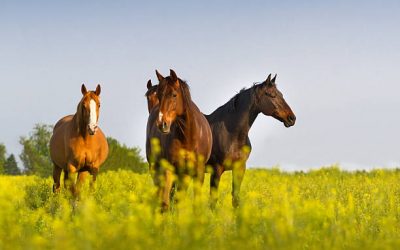 Chevaux normandie