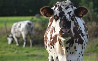 Vache normande